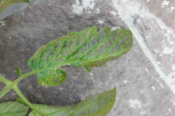 as folhas do tomate são roxas e enroladas