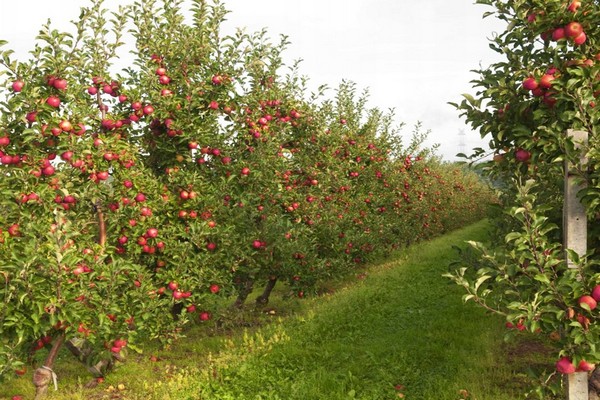 apple florina description photo