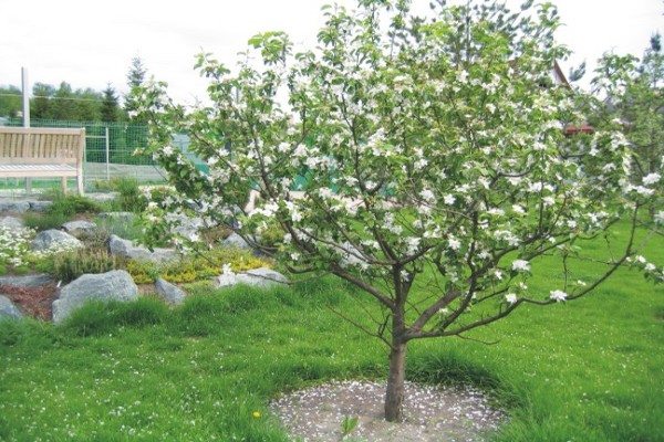 apple crown formation