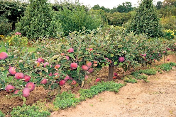 pruning pagbuo ng korona