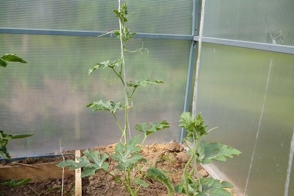 pagbuo ng melon sa greenhouse