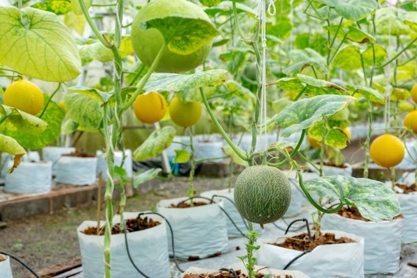 pagbuo ng melon sa greenhouse