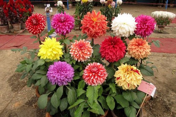 mga dahlias variety + na may larawan + at mga pangalan