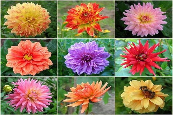 variétés de dahlias