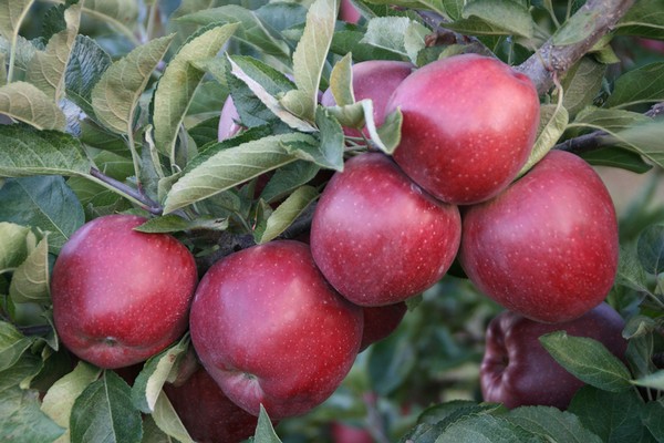 paglalarawan ng gloucester apple tree