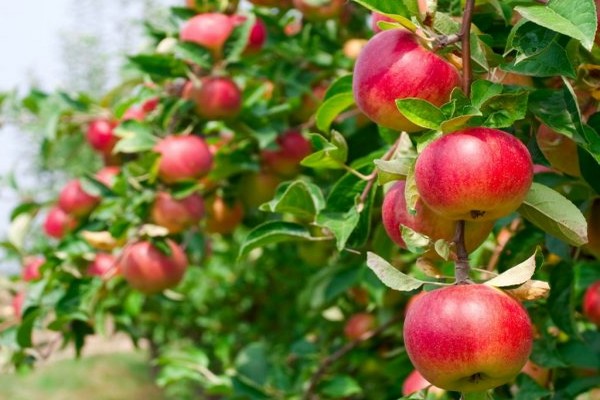 Foto von Apfelbaum Gloucester