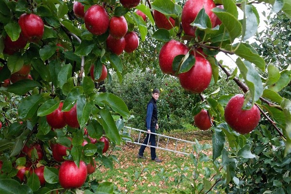 apple variety gloucester