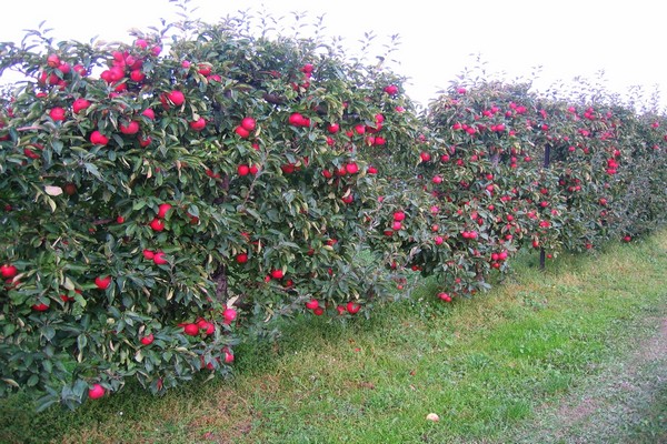 apple tree gloucester description photo