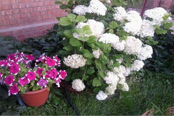 pourquoi + l'hortensia ne pousse pas