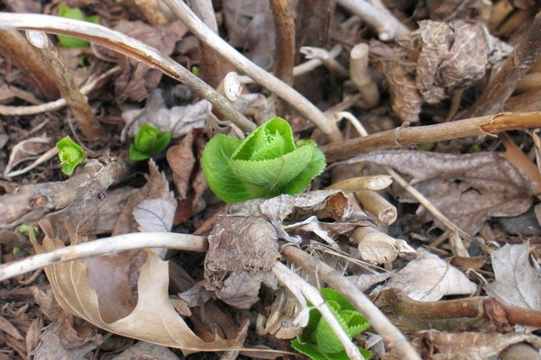 pourquoi + l'hortensia ne pousse pas