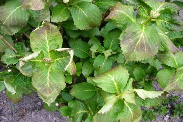 bakit ang hydrangea ay lumalaki nang hindi maganda?