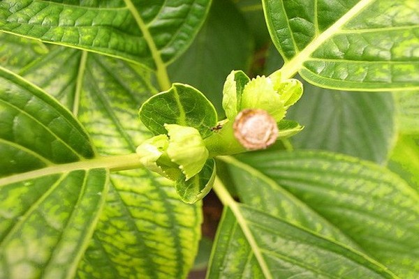 pourquoi l'hortensia pousse-t-il mal?