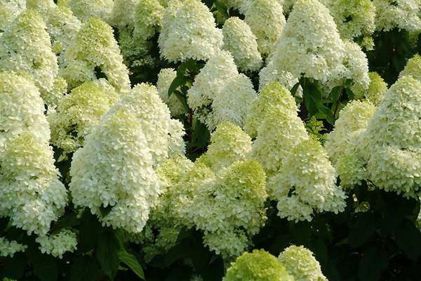 Sélection d'hortensias