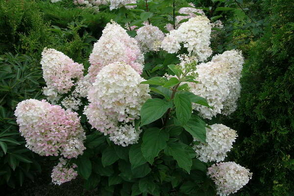 Hortensie Silberdollar