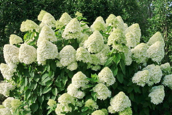 Hortensie Silberdollar