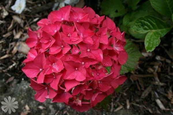 Hydrangea Alpengluchen