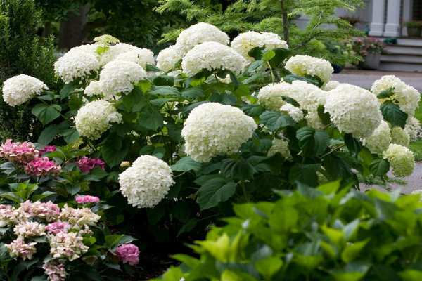 Hortensie Anabel