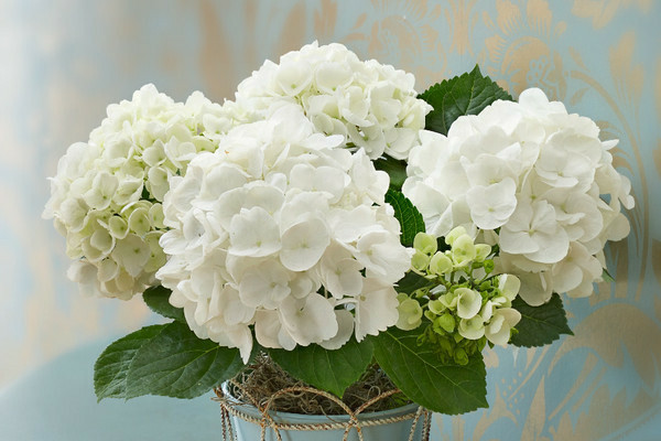 Hydrangea white