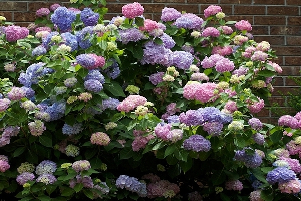 Hortensie Endloser Sommer