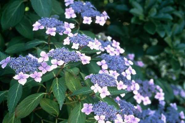 hydrangea flower color