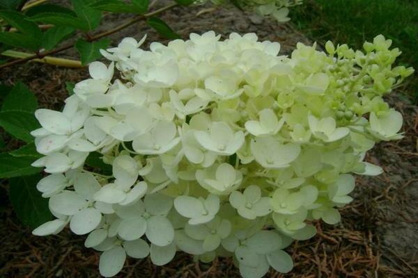 Hortensie Bombshell paniculata