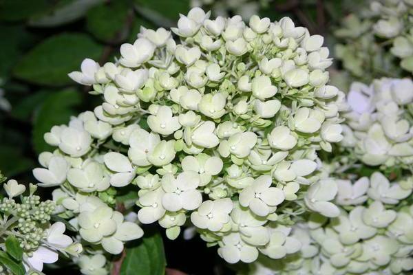 Hortenzija Bombshell paniculata