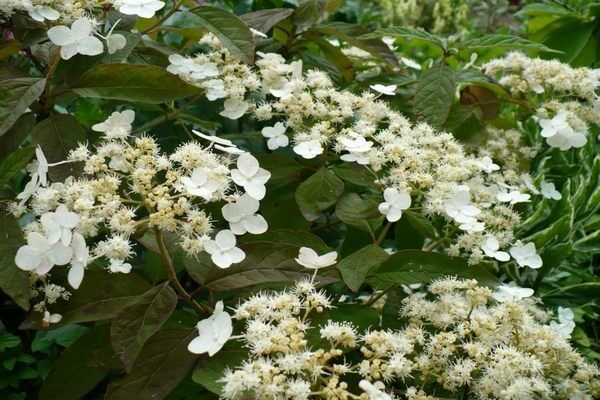 Bretschneider hydrangea