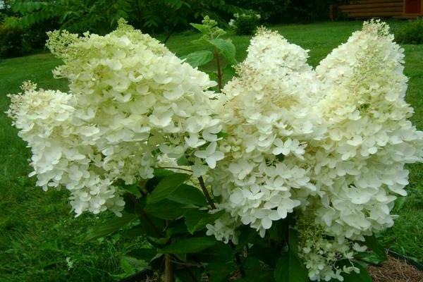 Hydrangea Dentelle De Gorron