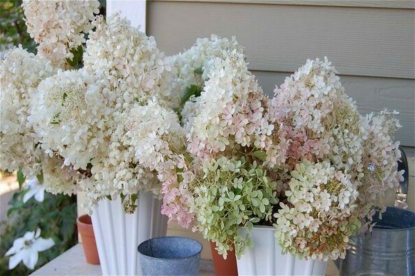 Hydrangea Dolly