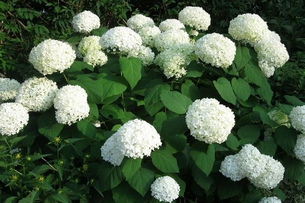 hydrangea does not bloom