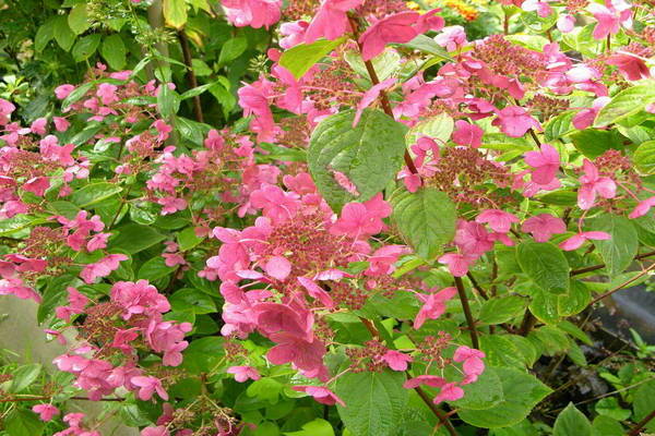 Hydrangea Earley Senseishen