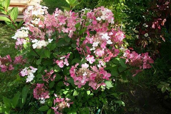 Hydrangea Earley Senseishen