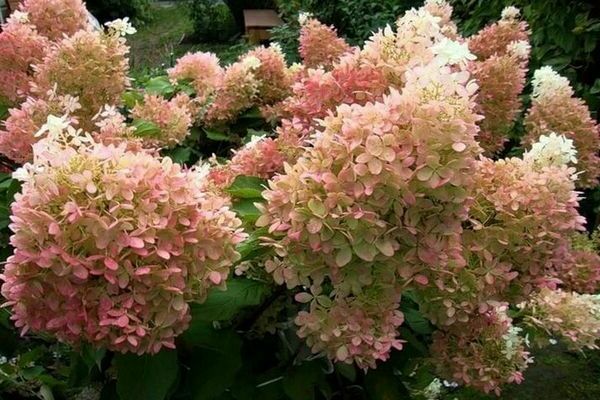 hydrangea Phantom