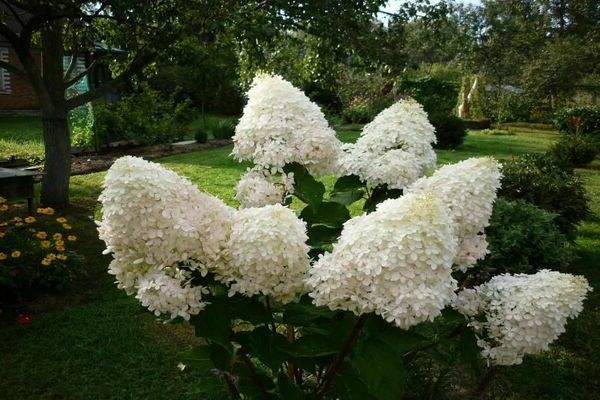 hydrangea Phantom