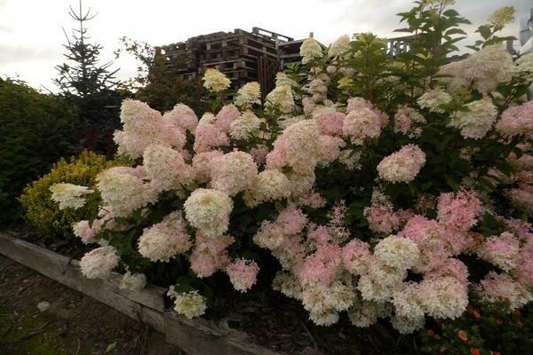 hydrangea Phantom