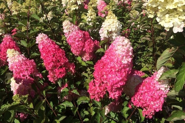 Hydrangea Fries Melba