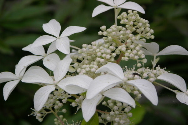 Hortensie Großer Stern