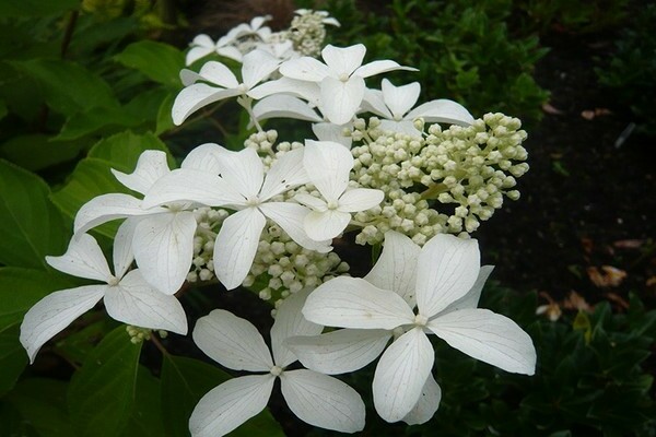 Hydrangea Great Star