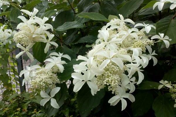 Hortensia Grande Étoile