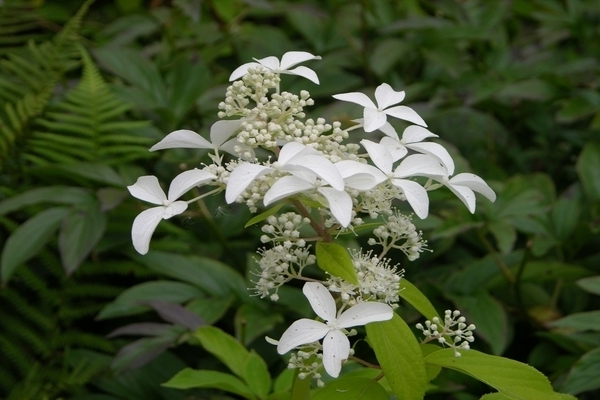 Hortensie Großer Stern