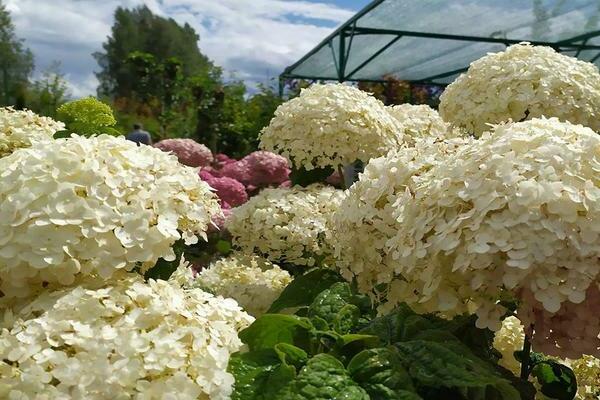 Hortensie Unglaublich baumartig