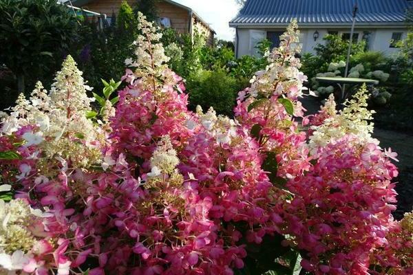 Hydrangea Candelite