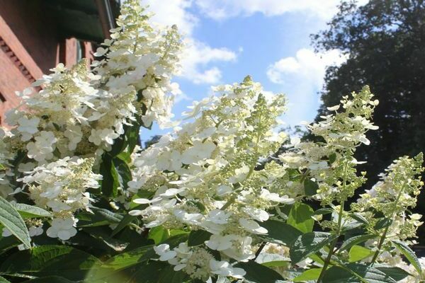 Hortenzija Kiushu paniculata