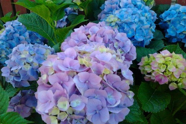 hydrangea Walang katapusang tag-init