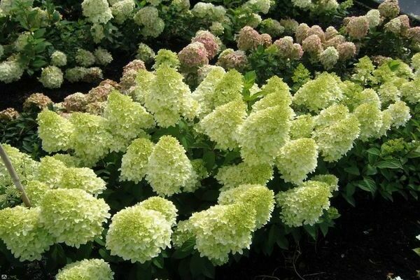 Hydrangea Magic Candle