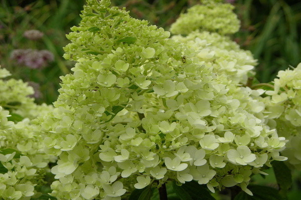 Hortensie Magisches Mondlicht