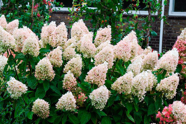 Hortensie Magic Sweet Summer