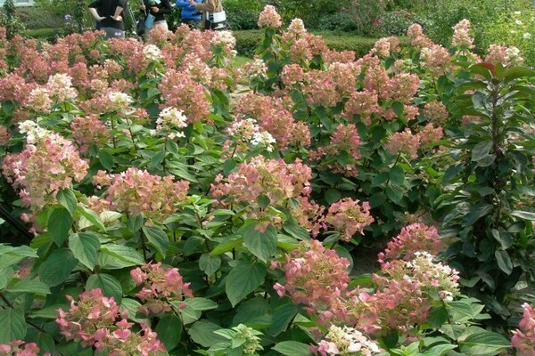 Hydrangea Mega Mindy