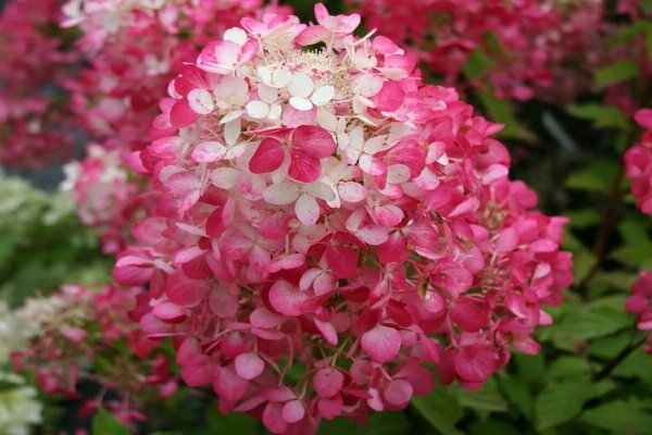 panicle hydrangea