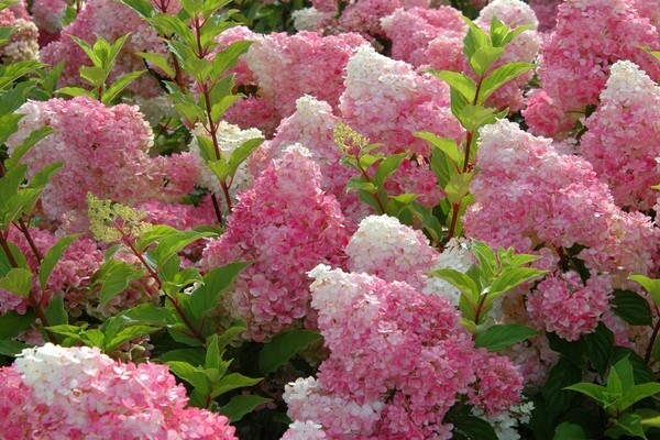 panicle hydrangea